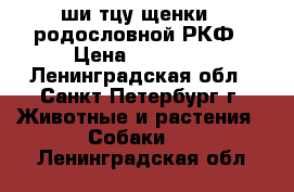 ши-тцу щенки c родословной РКФ › Цена ­ 15 000 - Ленинградская обл., Санкт-Петербург г. Животные и растения » Собаки   . Ленинградская обл.